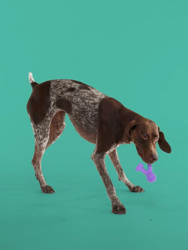 Yomp Funnybone MAX: All-Natural Rubber Dog Toy, Nontoxic, Safe for Pet Play